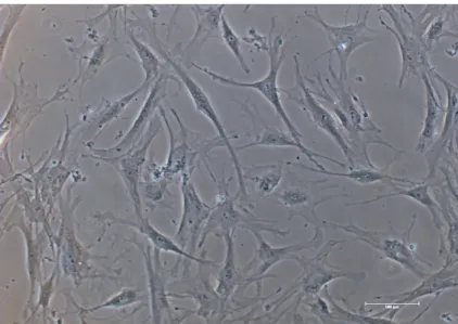 Fig. 1. Morphology of human ASCs cultured in vitro. 