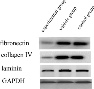 Figure 4. Western blot showed that ATO decreased the expression of p27. RPE cells were treated with 6 μmol/L ATO for 24, 48, and 72 h