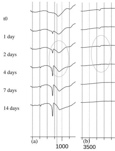 Figure 2(b), and the decalcification of C-S-H, demonstrated by a shift in the silicate band to slightly higher wavenumbers (Figure 2(a)