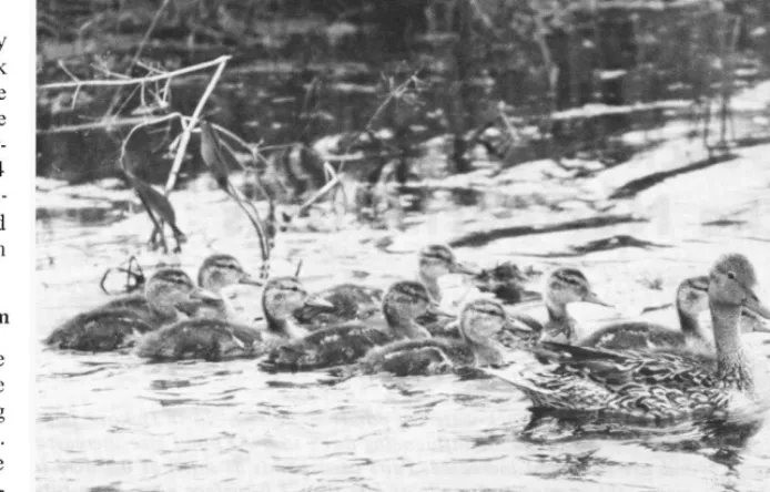 Table 1. Duck breeding population and brood 1967-70. 