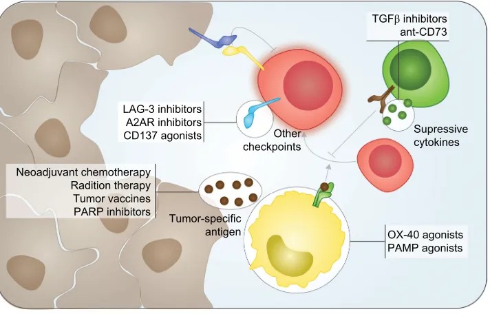 Figure 2 emerging immunotherapy targets and combinatorial agents in TNBC. Notes: Current trials focus on modulating the tumor microenvironment by increasing mutational burden in tumors, stimulating antigen-presenting cells, decreasing suppressive functions of Tregs, and targeting other negative immune checkpoints on effector T cells.Abbreviations: PAMP, pathogen-associated molecular pattern; PARP, poly-ADP ribose polymerase; TGFβ, transforming growth factor beta; TNBC, triple-negative breast cancer; Treg, regulatory T cell.