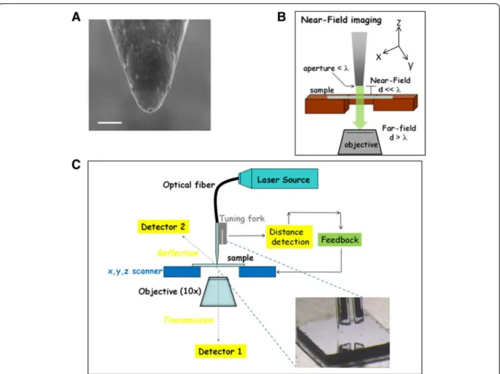 Figure 1 A schematic representation of SNOM instrumentation and working principle. (A) SEM image of a SNOM probe: apical part of a metal coated tapered optical fibre with aperture at the end (bar 200 nm); (B) the small aperture of the optical fibre is held