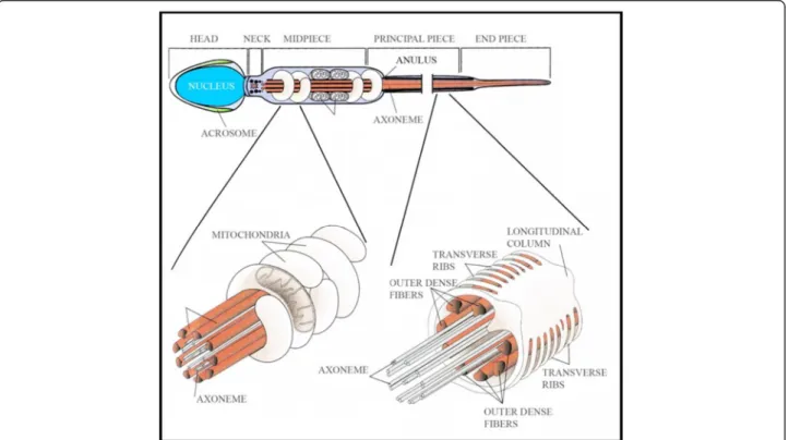 Figure 2 Spermatozoa morphology. Sketch illustrating the sperm cellular structures as modified from text book “Embriologia Umana” Morfogenesi - Processi Molecolari - Aspetti Clinici di M