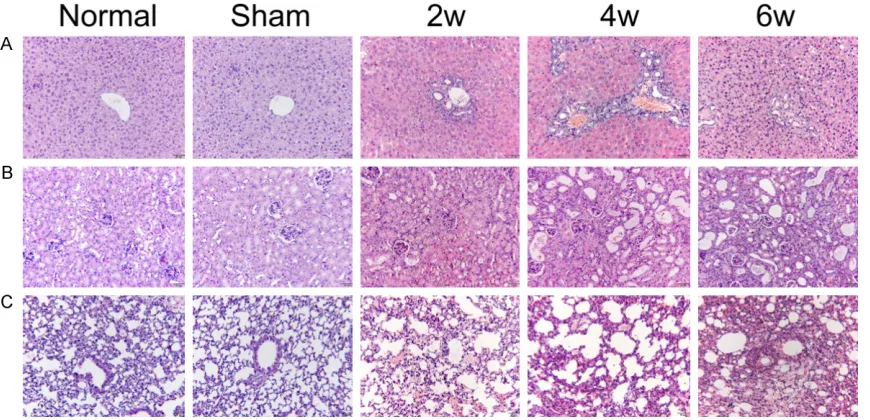 Figure 1. Histologic changes of liver, kidney and lung tissues at different time points were observed by H&E staining (original magnification ×200)