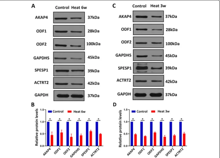 Fig. 4 Western blot analysis showing AKAP4, ODF1, ODF2, GAPDHS, SPESP1, and ACTRT2 proteins from control and heat treatment sperm of human and mouse