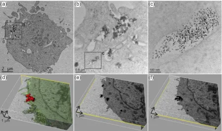 Figure 3. (a image of a cell; (b) higher magnification of the area indicated in (a); (c) higher magnification image of � c) TEM of a thin section of U-2 OS cells exposed to quantum dots; (a) low magnification the area indicated in (b) showing agglomerates 