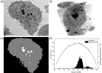 Figure 5. Quantification of quantum dots inside a U-2 OS cell after 1 h exposure and 24 h incubation; (a) one image slice from a 3-D data set of a full cell acquired by SBF SEM; (b) two-dimensional representation of a 3-D reconstruction of the whole cell i