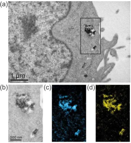Figure 1. TEM and EFTEM imaging of a U-2 OS cell with internalised quantum dots; (a) TEM image; (b) zero-loss image from the area indicated in (a); (c) Cd M4,5-edge map; (d) S L2,3-edge map
