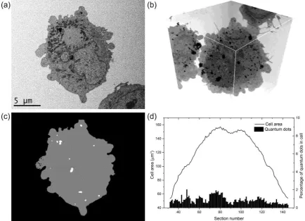 Figure 2. Quantification of quantum dots inside a U-2 OS cell after 1 h exposure; (a) one image from a 3-D data set of a full cell acquired by SBF SEM; (b) two-dimensional representation of a 3-D reconstruction of the whole cell imaged in (a) where quantum