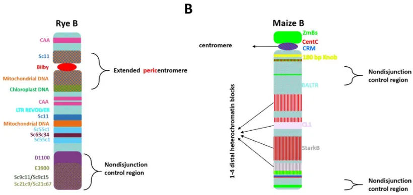 Figure 1. Model for the distribution of (A) rye and (B) maize B chromosome-enriched sequences