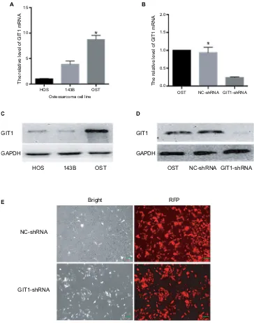 Figure 2 Knockdown efficacy of GIT1.by giT1-shRna in OsT cells detected by real-time RT-PCR