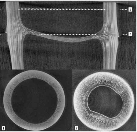 Figure 3 CT-scanned images of the morphological features of the Moso bamboo (1) section away from internode, (2) section through internode