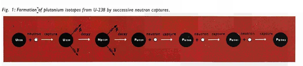 Fig. 1: FormatlonOf plutonium Isotopes from U-238 by successive neutron 