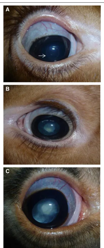 Figure 1 Photographs of calves with different severity of cataracts. A) Photograph of a calf with central demarcation (arrow pointing to the ring-like structure) around the nucleus (Group A); B) Photograph of a calf with a nuclear cataract (Group B); C) Ph