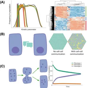 Figure 2. Multiple mechanisms can lead to a population heterogeneity of EMT. (A) The kinetics of gene regulation can vary in different cells due to stochasticity in kinetic parameters