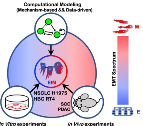 Figure 3. Emergence of hybrid E/M phenotypes demonstrated by a combination of theoretical and experimental efforts