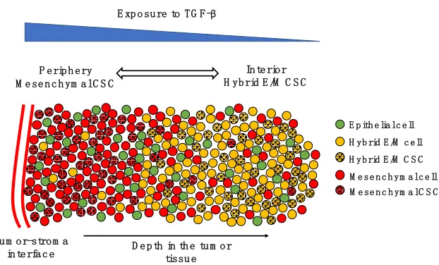 Figure 5. The spatial patterning of CSCs with different EMT phenotypes. Tumor-stroma interactions can give rise to a gradient of TGF- β (top, blue scale)