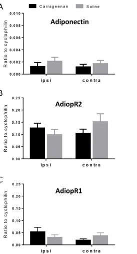 Fig 1. Real-time PCR analysis of adiponectin (A), AdipoR1 (B) and AdipoR2 (C) mRNA expression inipsilateral (ipsi) and contralateral (contra) spinal cord collected 6 hours after injection of carrageenan(3%; 50 μl, i.pl.) or saline (50 μl, i.pl.) into the l