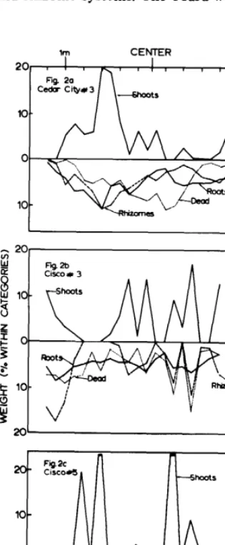 Figure 2 clones with dead centers. bimodal many irregularity the plant mass both above and below the weight rhizomes soil surface