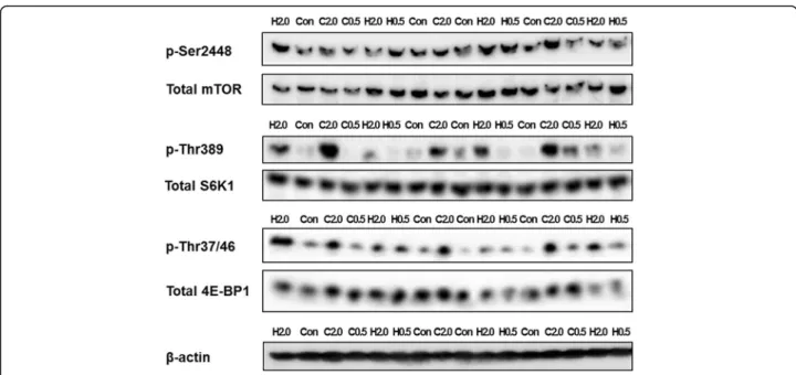 Fig. 3 Representative western blotting images of mTOR Ser2448, S6K1 Thr389, 4E-BP1 Thr37/46 and β-actin in rats administered WPH, WPC or water, measured 60 min after administration