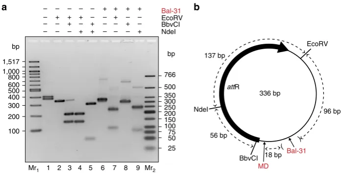 Figure 5 | Mapping Bal-31 cleavage. To determine whether Bal-31 cleavage occurs at multiple sites or at a preferred site, the DLk ¼ � 6 topoisomerwas cleaved with Bal-31 and various restriction enzymes