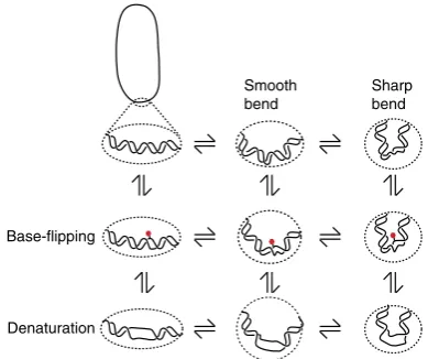 Figure 6 | Model for how DNA accommodates supercoiling. Comparisonof smooth and sharp bending and the effect of localized denaturation.Images represent a more detailed view of the local structure at the bend.For smooth bending, writhe-mediated bending is r