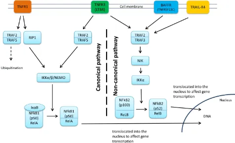 Figure 3: Genes annotated to the SNP pair significant in the recessive model. BAFFR activates the NF-κB, mainly through the non-canonical pathway whereas TNFR1 activates the canonical NF-κB pathway and TNFR3 activates both pathways