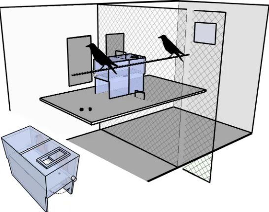 Fig 2. Experimental setup and apparatus used by group one. The diagram of the box shows thethen drop the stone into the apparatus and release food into both cages