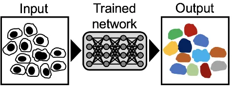 Fig. 4. Artiﬁcial Labelling Schematic of neural network trained to label cellularstructures in images of unstained cells or cells imaged in bright ﬁeld.