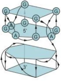 Figure 9. A dimeric GQ formed by GGA repeats. Structure of a dimeric GQ formed by the sequence (GGA)8