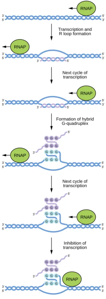 Figure 10. Model for the regulation of transcription by DNA:RNA hybrid GQs formed between the noncoding strands of G-rich genes and RNA molecules transcribed from these genes