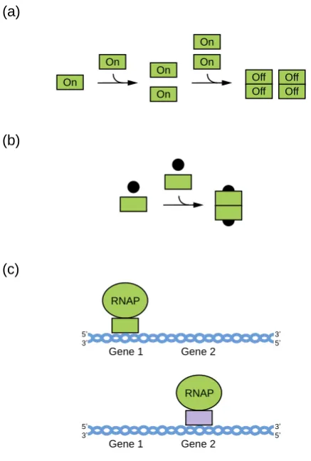 Figure 1. Regulation of biochemical function by multimerization. (a) Concentration-based control of biochemical function