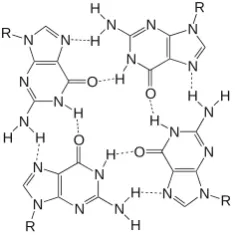Figure 3. Formation of GQs from different numbers of strands. (a) Intramolecular (unimolecular) GQ with antiparallel strands