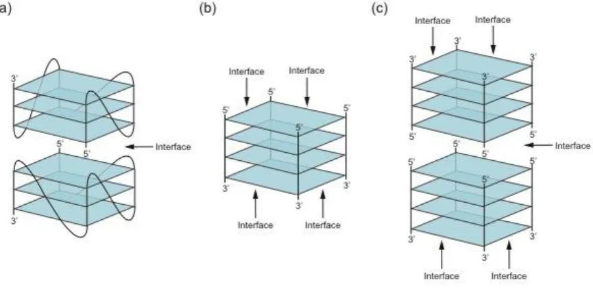 Figure 4. Types of interfaces in multimeric GQs. (a) First mode of multimerization. Interfaces are formed between tetrads which stack on top of one another in a 5' to 5' , 3' to 3', or 5' to 3' arrangement