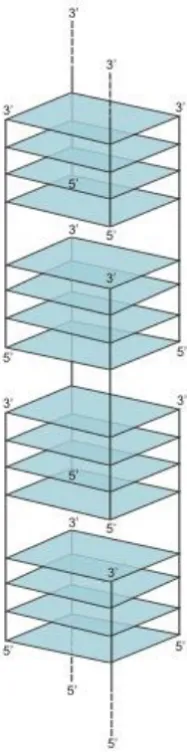 Figure 6. Structure of a G-wire. 