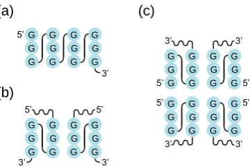 Figure 7. Mutations in tetrads can induce GQ multimerization. (a) Secondary structure of a GQ we are studying in our group with the sequence GGGTGGGAAGGGTGGGA