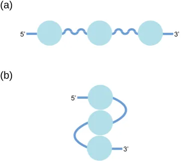 Figure 8. Possible structures of telomeric GQs. (a) Beads-on-a-string model in which telomeric GQs do not interact
