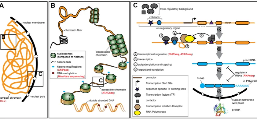 Figure 1. Gene expression is regulated on various levels. (The DNA in the nucleus is compressed by binding of histone proteins