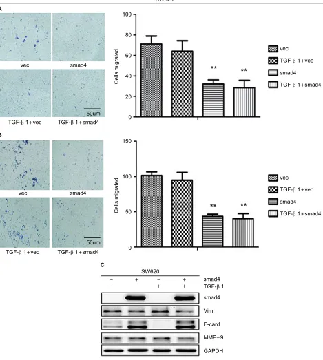 Figure 5 Migration and invasion assay in SW620 cells following stable Smad4 reexpression.Abbreviations:expression level of Smad4, E-cad, Vim, MMP-9 with or without TGF-Notes: (A) Transwell cell migration and (B) invasion assay in Smad4 negative and positiv