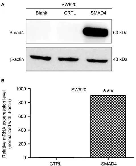 Table 1 Differentially expressed miRNAs between stable Smad4 overexpression cells and controls (P<0.05, fold change >2)