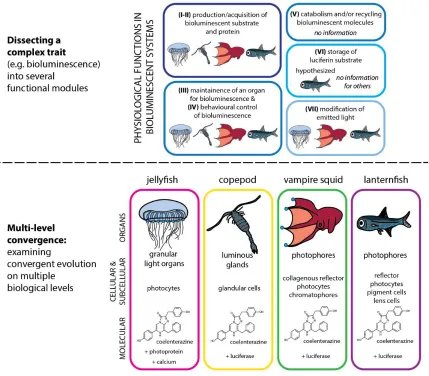 Figure 1. A systematic approach to investigating complex trait convergence involves  dissecting a complex trait into several functional modules (top) and examining convergence on all levels of life (bottom)