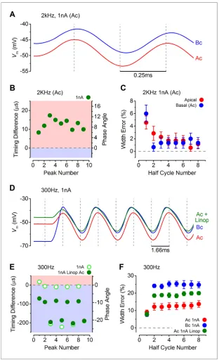 Figure 9. Response timing is determined by the intrinsic membrane properties of apical and basal inner hair cellsa 1 nA, 300 Hz current sinewave using a holding current of 500 pA for apical cells