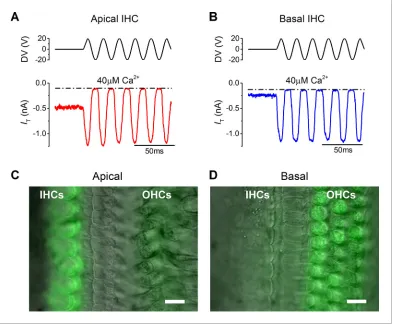 Figure 1. The resting mechanotransducer (MT) current in apical and basal inner hair cells (IHCs) from adult gerbils.FM1-43 fluorescence images of apical (interference contrast (DIC) image superimposed