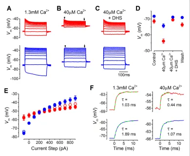 Figure 2. The resting membrane potential in apical and basal inner hair cells (IHCs) from adult gerbils