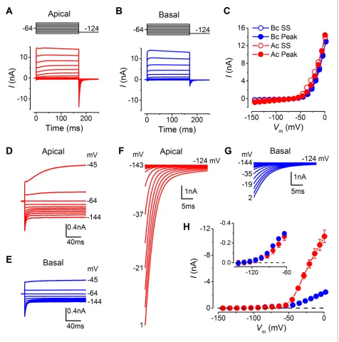 Figure 3. Differences in the basolateral membrane currents of apical and basal adult gerbil inner hair cells (IHCs)