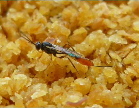 Figure 1. AdultIchneumonidae), a parasitoid of Lepidoptera (typically Pyralidae). Thiswasp is from a thelytokous female-only strain, which is typicallyassociated with man-made environments such as grain stores