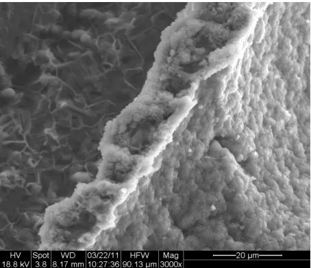 Figure 1. SEM image of 0.5% MV alginate/20% CaCl2 micro- capsule cross section, dehydrated