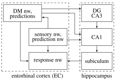 Figure 6: The hippocampus. The subiculum belongs to the response network. CA1 re-ceives input from the EC prediction network (L3, since it is an agranular area), and froman automated L2 population that also represents predictions