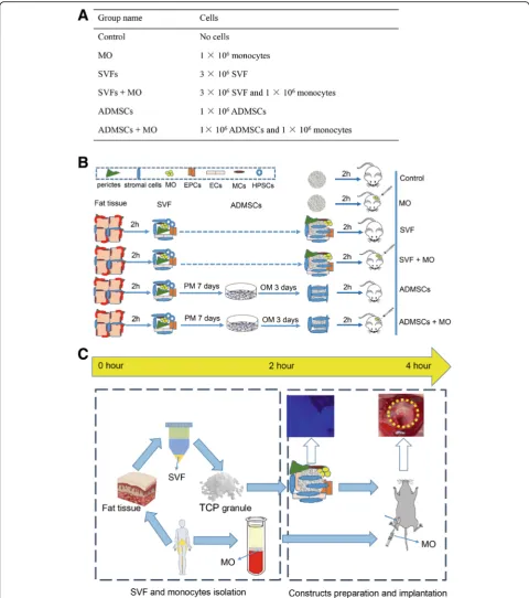 Fig. 1 The preparation of intraoperative and conventional approach-based bone constructs