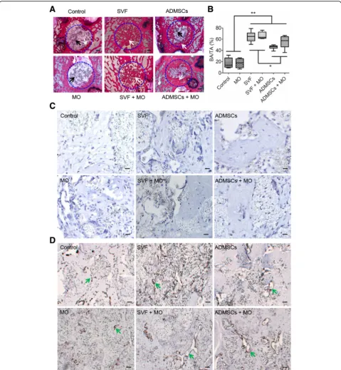 Fig. 5 New bone quantification and representative images of histology and immunohistochemistry staining after 10 weeks implantation in theYellow arrows indicate positive staining.femoral condyle bone defect
